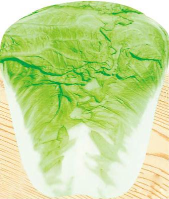 Shenshi 120——Chinese Cabbage Shenshi 120——Chinese Cabbage